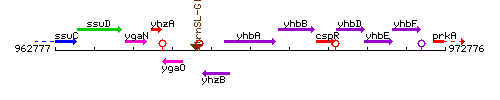 YhbA context.gif