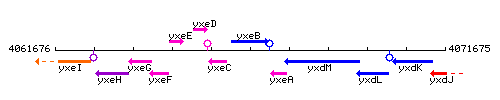 YxeB context.gif