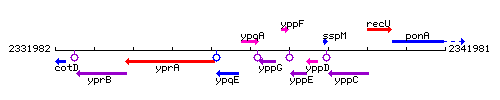 YpqA context.gif