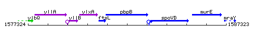 PbpB context.gif