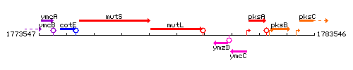 MutL context.gif