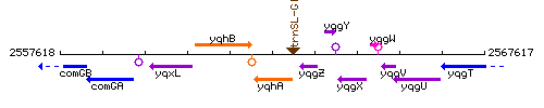 YqhA context.gif