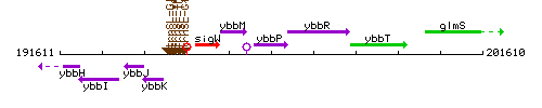 YbbP context.gif