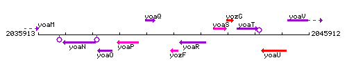 YozF context.gif