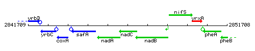 NadC context.gif