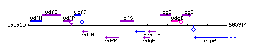 YdfS context.gif