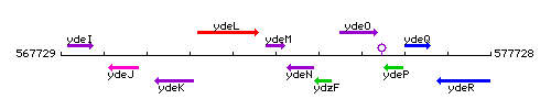 YdeM context.gif