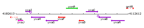 YxnA context.gif