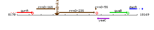 RrnO-23S context.gif