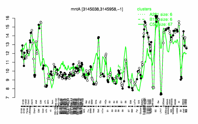 MntA expression.png