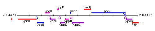 YppC context.gif