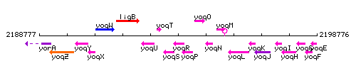 YoqR context.gif