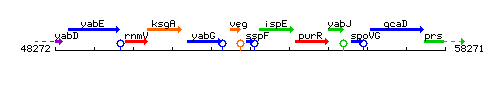 SspF context.gif