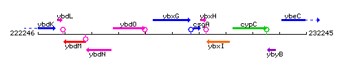 YbxG context.gif