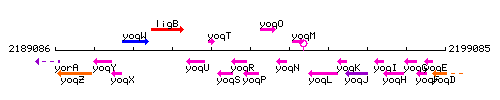 YoqP context.gif