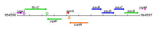 KatA context.gif