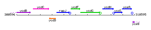 YcdF context.gif