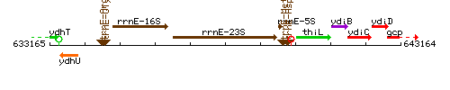 RrnE-23S context.gif