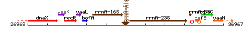 TrnA-Ile context.gif